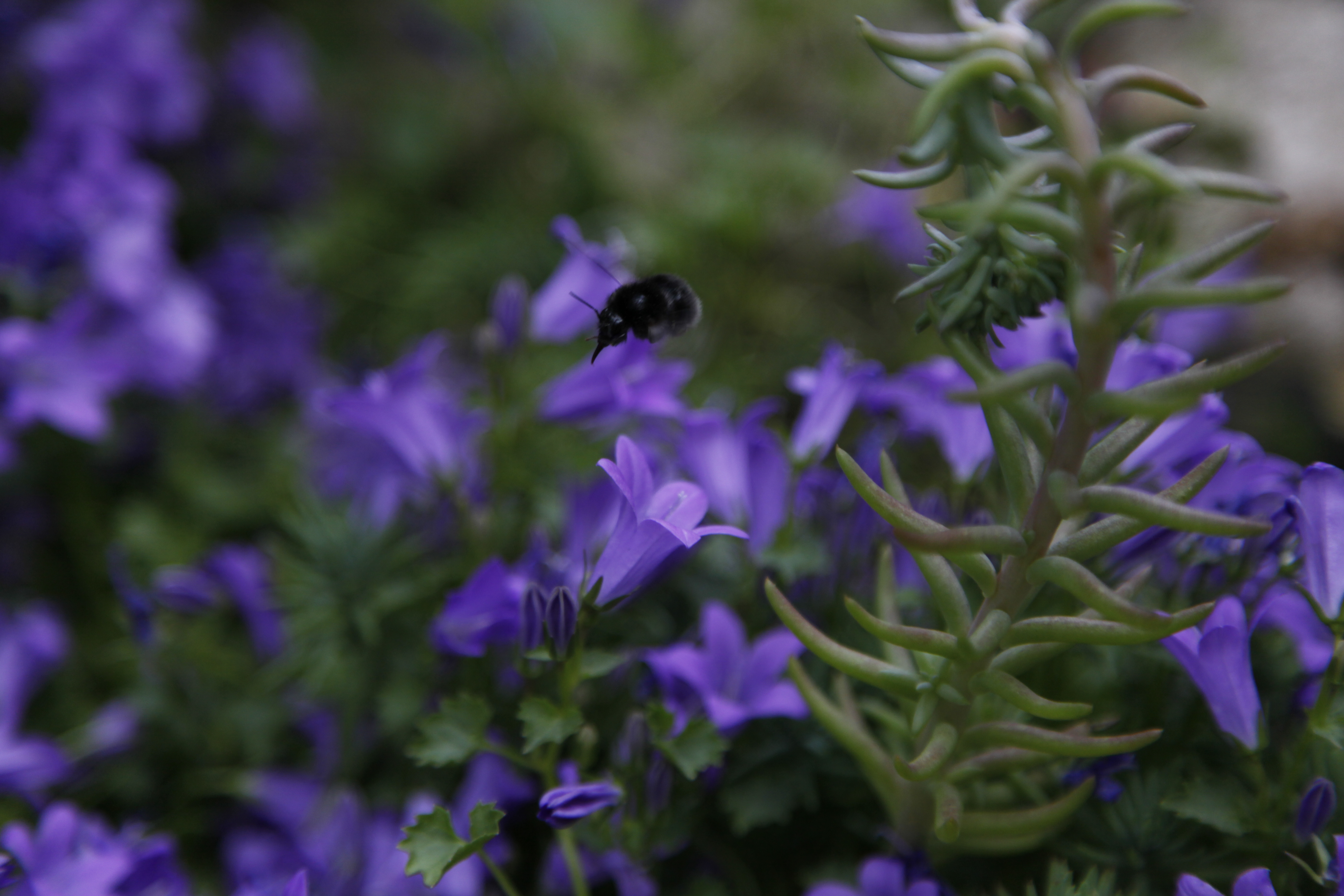 Campanula muralis bleue