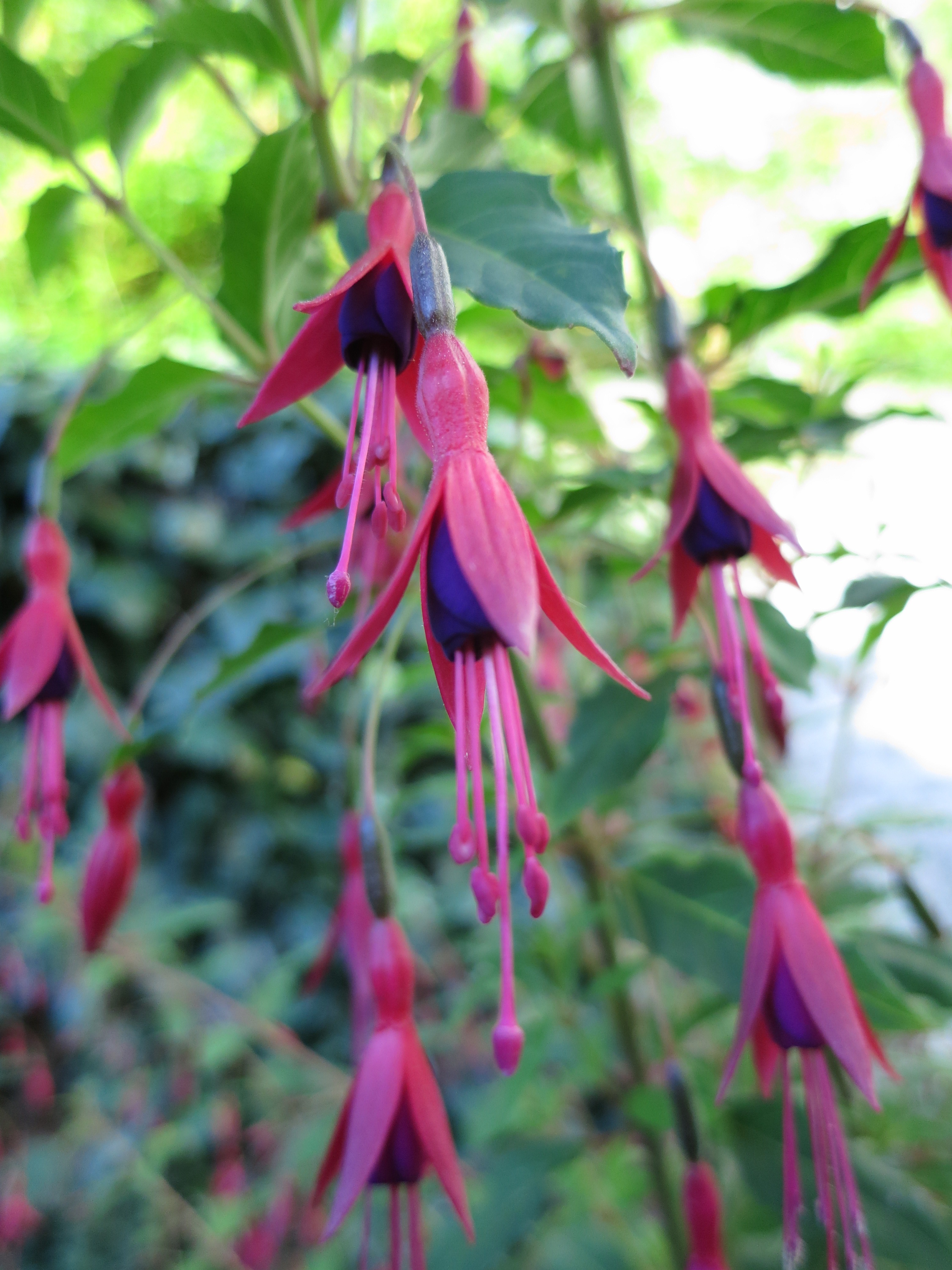 Fuchsia à fleurs fines