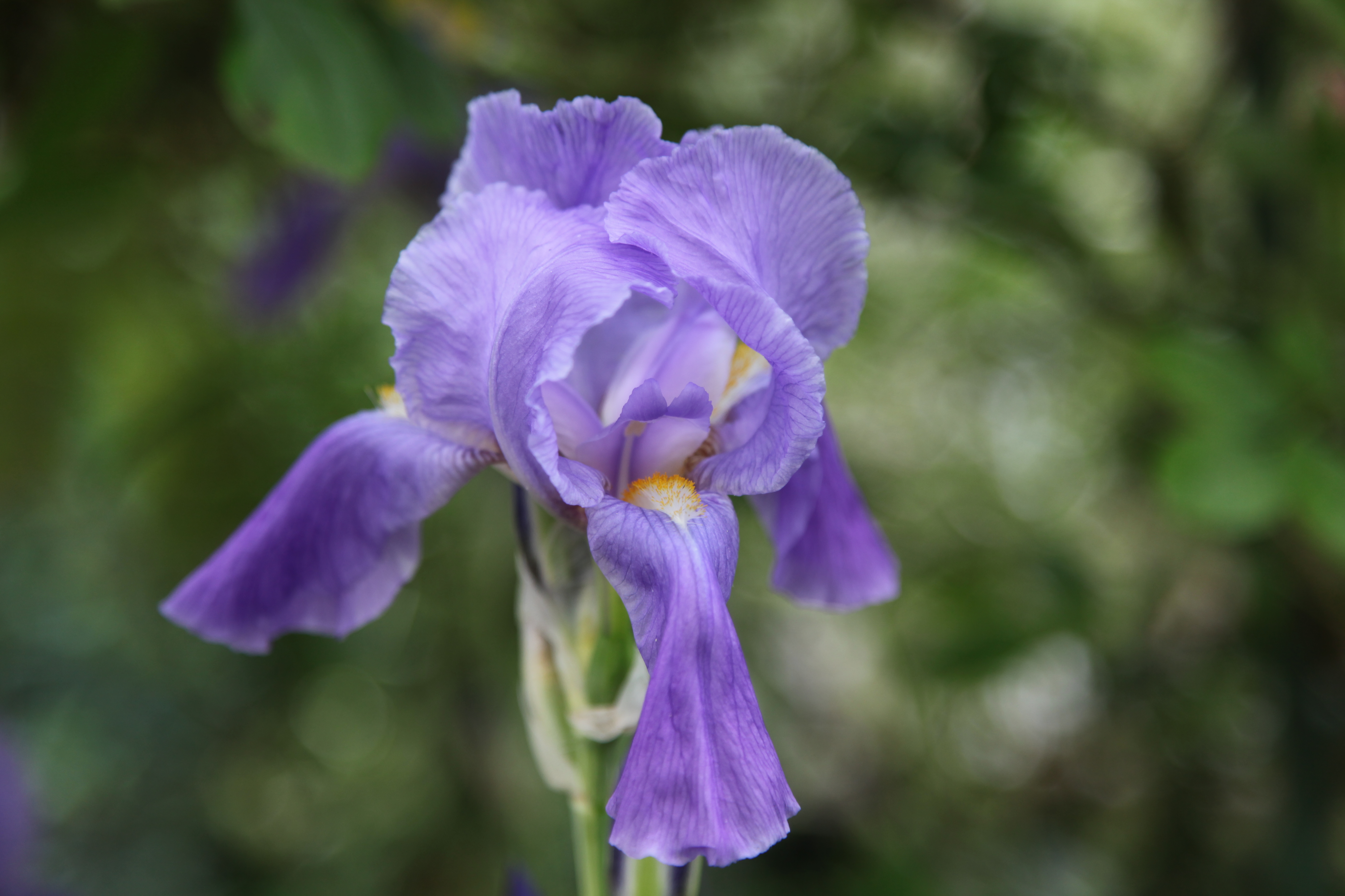 Iris bleu Iris germanica pour jardin fleuri