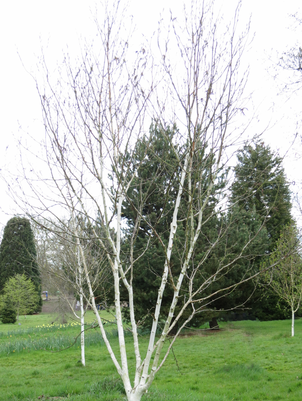 Bouleau à écorce blanche décorative