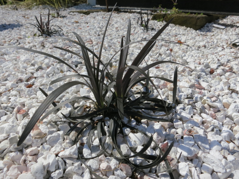 Barbe de serpent 'Nigrescens' au feuillage noir, avec des cailloux de marbre blanc.