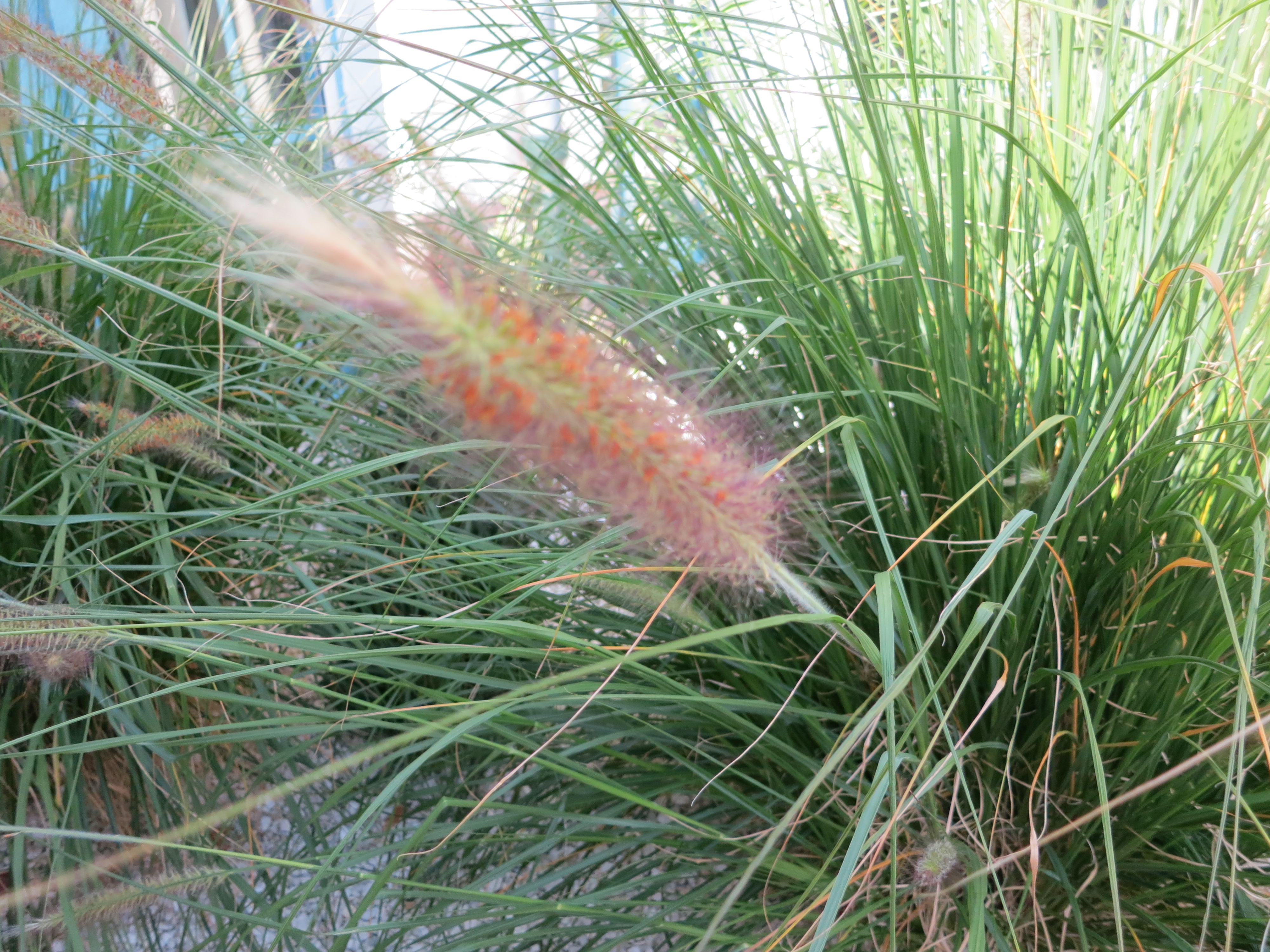 pennisetum alopecuroides Herbe aux écouvillons