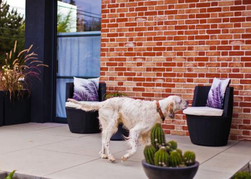 terrasse contemporaine en dalle béton gris avec chien, cactus, fauteuil salon de jardin a Arras réalisation arbrecreation entreprise